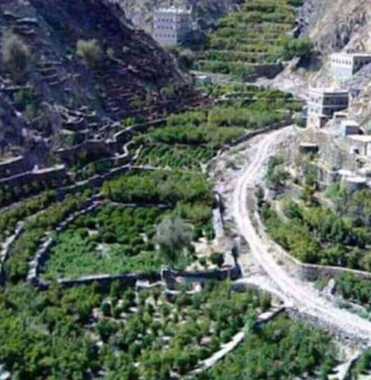 وادي قطي بيافع رصد أحد أهم مصادر شتلات البن القطوي اليافعي الأصيل