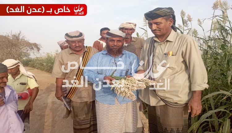تدشين اليوم الحقلي لمنتجي بذور محصول الذرة الرفيعة في مديرية أحور