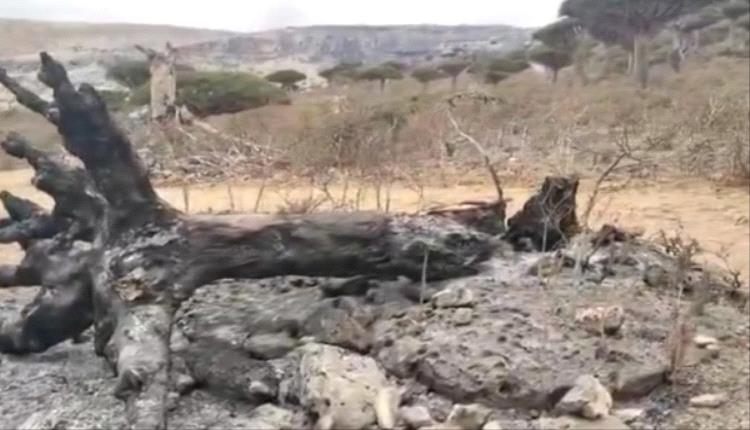 حريق يلتهم أشجار دم الأخوين في سقطرى
