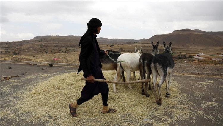 تجارب مشجعة لزراعة القمح في الجوف