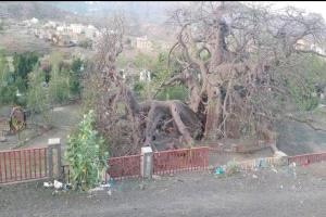 تعز .. شجرة الغريب المعمرة تنقسم في حادثة غريبة