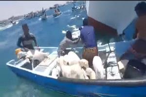 انقلاب سفينة محمّلة بـ2000 رأس من الضأن في عرض البحر بخليج عدن قادمة من الصومال(فيديو)