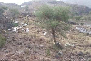 وفاة 3 أشخاص ونفوق مواشٍ وأضرار واسعة بسبب صواعق وسيول في ذمار