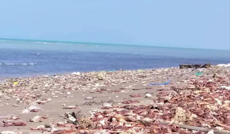 نفوق جماعي لكائنات بحرية حساسة في سواحل الحديدة