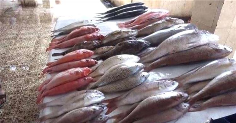 عدن.. إجراءات صارمة ضد المتلاعبين بأسعار الأسماك تشمل إيقاف التموين