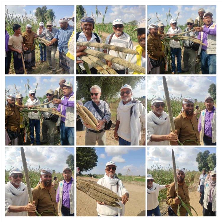 يوم حقلي في دلتا أبين يعزّز آفاق زراعة الحبوب المحلية وتحقيق الأمن الغذائي