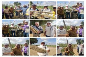 يوم حقلي في دلتا أبين يعزّز آفاق زراعة الحبوب المحلية وتحقيق الأمن الغذائي