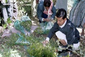 القات يلتهم المحاصيل الزراعية ويفاقم البطالة في اليمن