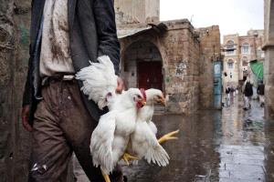 اليمن... إنتاج الدواجن يصطدم بغلاء الأعلاف