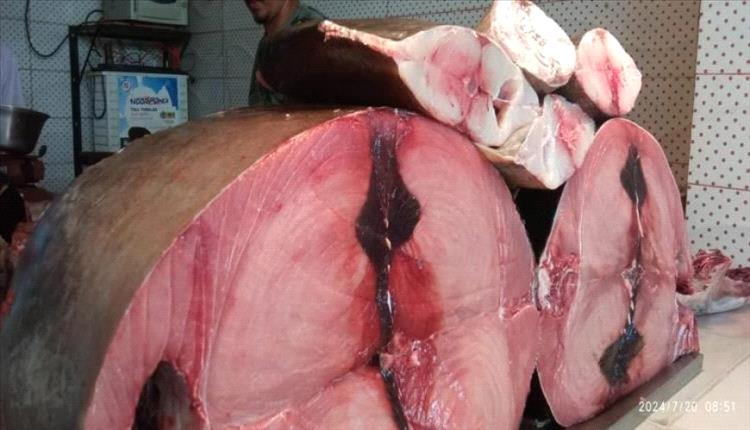 عدن: ارتفاع صادم في أسعار الأسماك.. الكيلو يصل إلى 26 ألف ريال