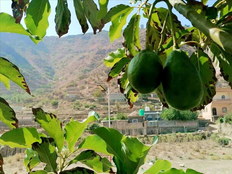 لاول مره في يافع ... والثاني على مستوى اليمن.. مزارع يافعي ينجح في زراعة فاكهة الافوكادو