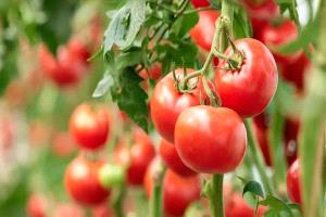 أميركا تفرض رسوماً 17% على الطماطم المكسيكية