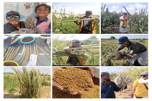 حكمة المزارع في اختيار البذور..