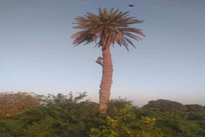 حبيل بن عبدالله.. الأرض الخصبة والتاريخ العريق في لحج