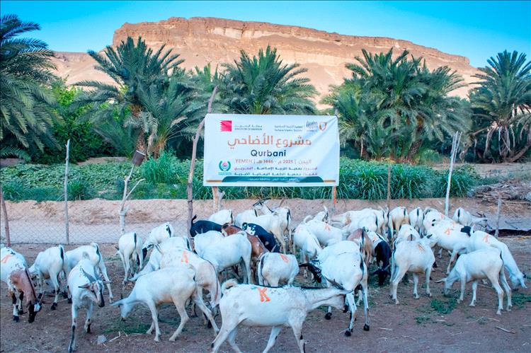 جمعية الحكمة اليمانية الخيرية توزّع لحوم الأضاحي لعام 1446هـ على 16,800 مستفيد في حضرموت