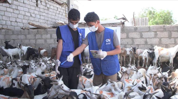 الهيئة العالمية للإغاثة والتنمية تختتم مشروع توزيع الأضاحي في أربع محافظات باستفادة أكثر من 17ألف أسرة