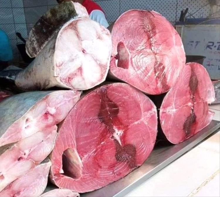 ارتفاع سعر كيلو سمك الثمد في محافظة عدن إلى 12 ألف ريال وسط غياب الرقابة