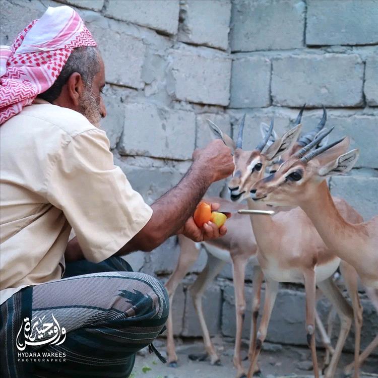 تجربة فريدة في أبين: مواطن ينجح في تربية الغزلان الجبلية