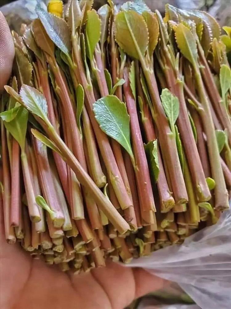 دكتورة تطلق تحذيرًا طبيًا خطيرًا لمتعاطي القات في اليمن