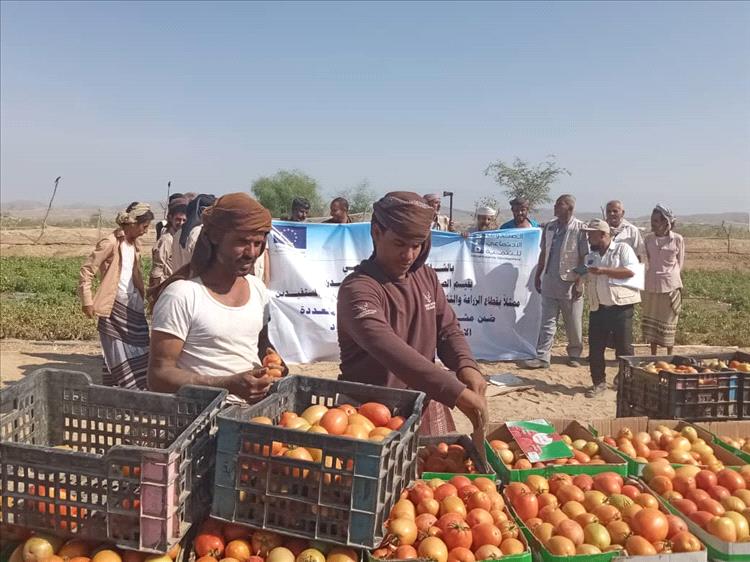 بالشراكة مع الاتحاد الأوروبي.. الصندوق الاجتماعي يقيم اليوم الحقلي للمزارعين في منطقة امصرة بلودر