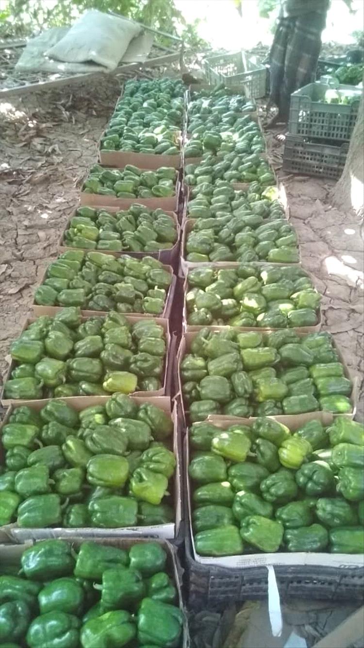 من أرض الوادي الأعظم بلحج… الخير يزهر من جديد