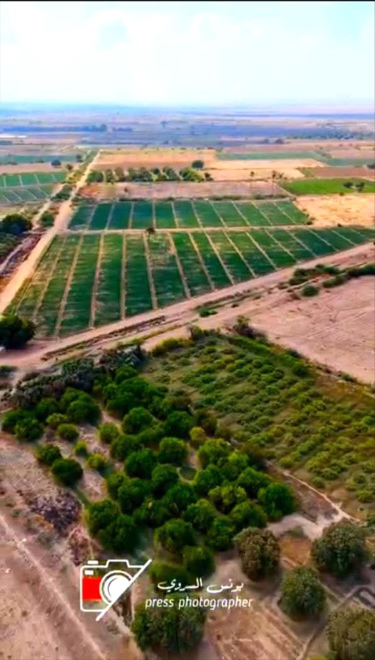 دلتا تبن.. لوحة خضراء في قلب محافظة لحج