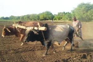 التراث الزراعي بلحج .. بحث تراثي حول ممارسات الزراعة التقليدية ودور البتول والذاري والضميد في المجتمع الزراعي القديم بلحج