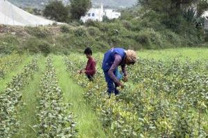 الأرصاد يحذر من برد قارس ويدعو المزارعين لاتخاذ احتياطات عاجلة لحماية محاصيلهم