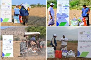 توزيع المدخلات الزراعية ضمن مشروع "سنابل" لاستصلاح الأراضي الزراعية في أبين
