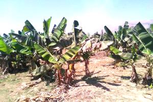 حريق مفاجئ يهز مزارع الكود فجراً.. والنيران تلتهم مساحات من مزارع الموز