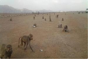 قرود متوحشة ترتكب جريمة مروعة في البيضاء