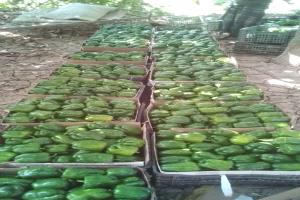 من أرض الوادي الأعظم بلحج… الخير يزهر من جديد