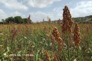 الصريب في لحج… ذاكرة تعب تصنع الخبز والفرح