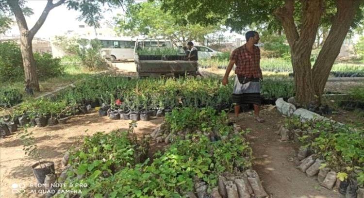 الصليب الأحمر يوزع 15 ألف شتلة لدعم المزارعين والنحالين في لحج وتعزيز الغطاء النباتي