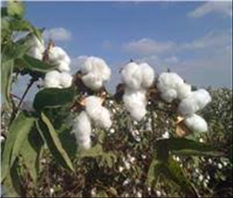 حكاية الذهب الأبيض في محافظة لحج