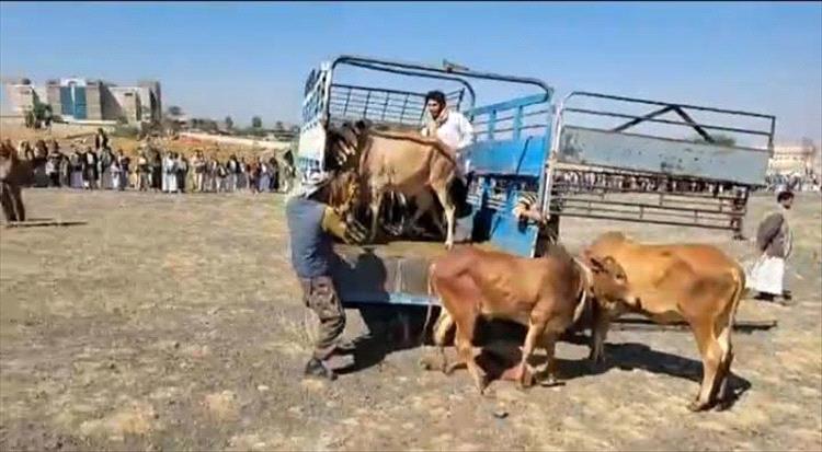 الثيران تعتذر عن ذنب لم ترتكبه والمتهم غائب… تحكيم قبلي يكشف هشاشة الولاء عند الحوثيين