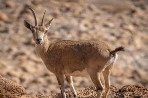 السلطات المحلية برضوم شبوة تحذر من الاصطياد البري الجائر وتشدد على محاسبة المتورطين