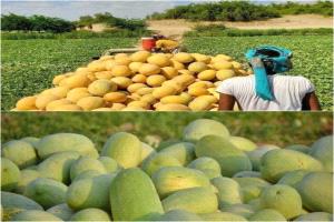 بدء موسم جني الحبحب والشمام في مديرية أحور وسط تفاؤل المزارعين