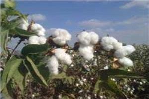 حكاية الذهب الأبيض في محافظة لحج