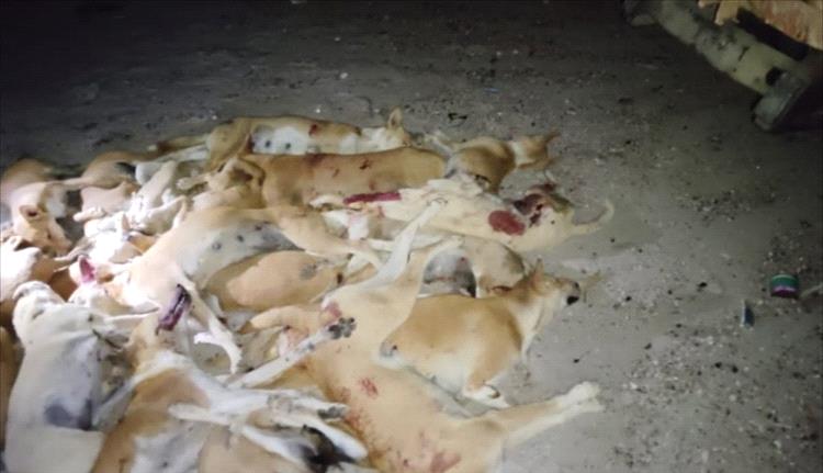 القضاء على أعداد كبيرة من الكلاب الضالة في بروم ضمن حملة رسمية