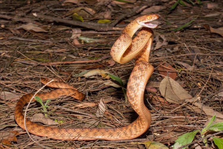 ظهور ثعبان داخل مدرسة في التواهي يثير القلق.. وتحركات للبحث عنه دون نتائج حتى الآن (فيديو)