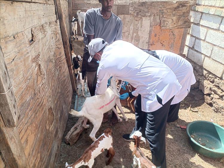 مدير عام رضوم يشيد بالحملة البيطرية الشاملة لتحصين الثروة الحيوانية في المديرية