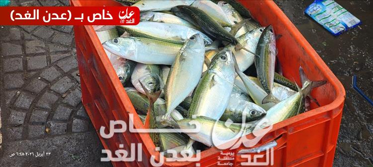 أسماك الباغة تعود إلى سواحل عدن مع بداية موسم الصيد 