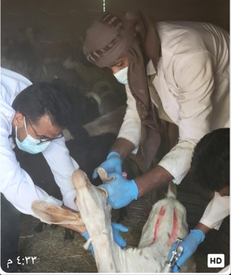 تواصل الحملة البيطرية لتحصين الأغنام والماعز في أسبوعها الأول بمديرية حبان بشبوة 