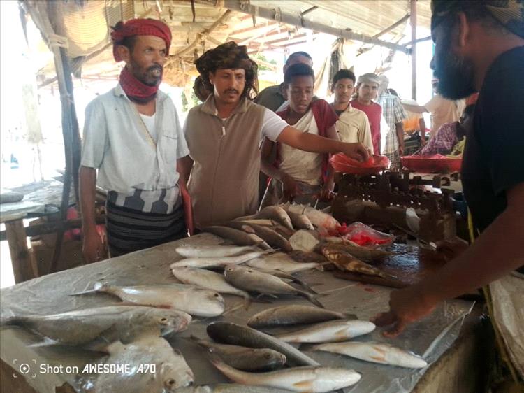 حملة رقابية لمكتب الصناعة بميفعة لضبط أسعار وتخزين الأسماك في السوق المركزي