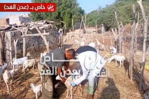 تدشين حملة تحصين الأغنام والماعز في مديرية أحور