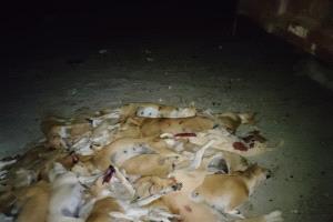 حملة تسميم الكلاب الضالة في بروم ميفع تحقق نجاحا كبيرا في يومها الأول