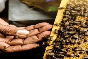 تقرير أممي: تراجع صادرات العسل في اليمن وتهديد معيشة 100 ألف عامل