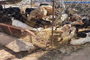 بتوجيهات مدير عام الشيخ عثمان.. مكتب الصناعة ينفذ حملة رقابية ويضبط 12 مخالفة