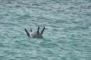 لغم بحري حوثي يودي بحياة صيادين ويصيب آخرين قبالة سواحل الحديدة